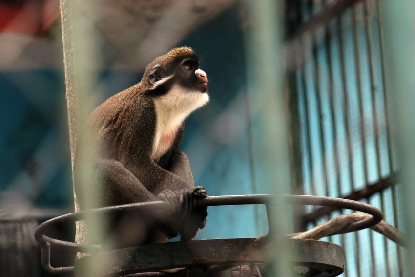 Lesser spot-nosed guenon