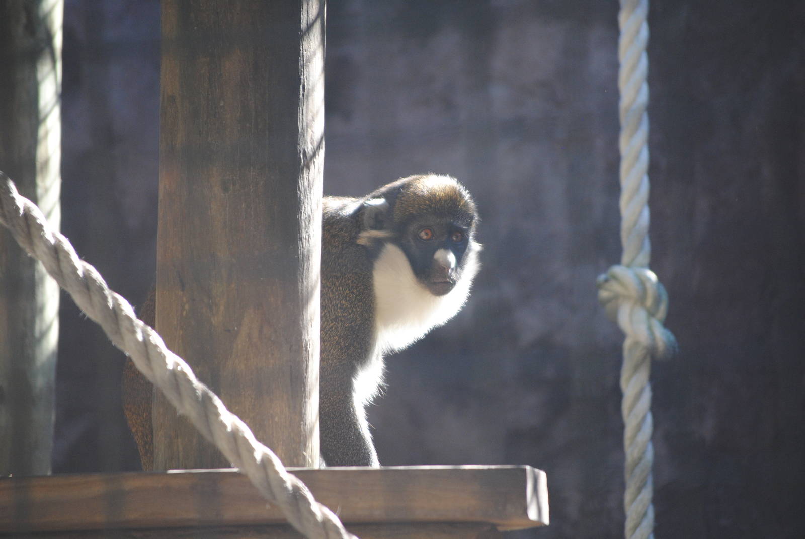 Lesser Spot-Nosed Guenon