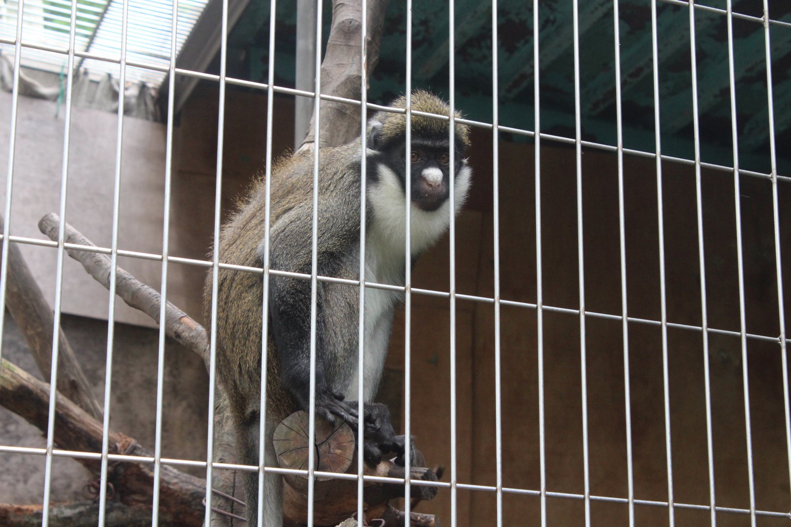 lesser spot-nosed guenon