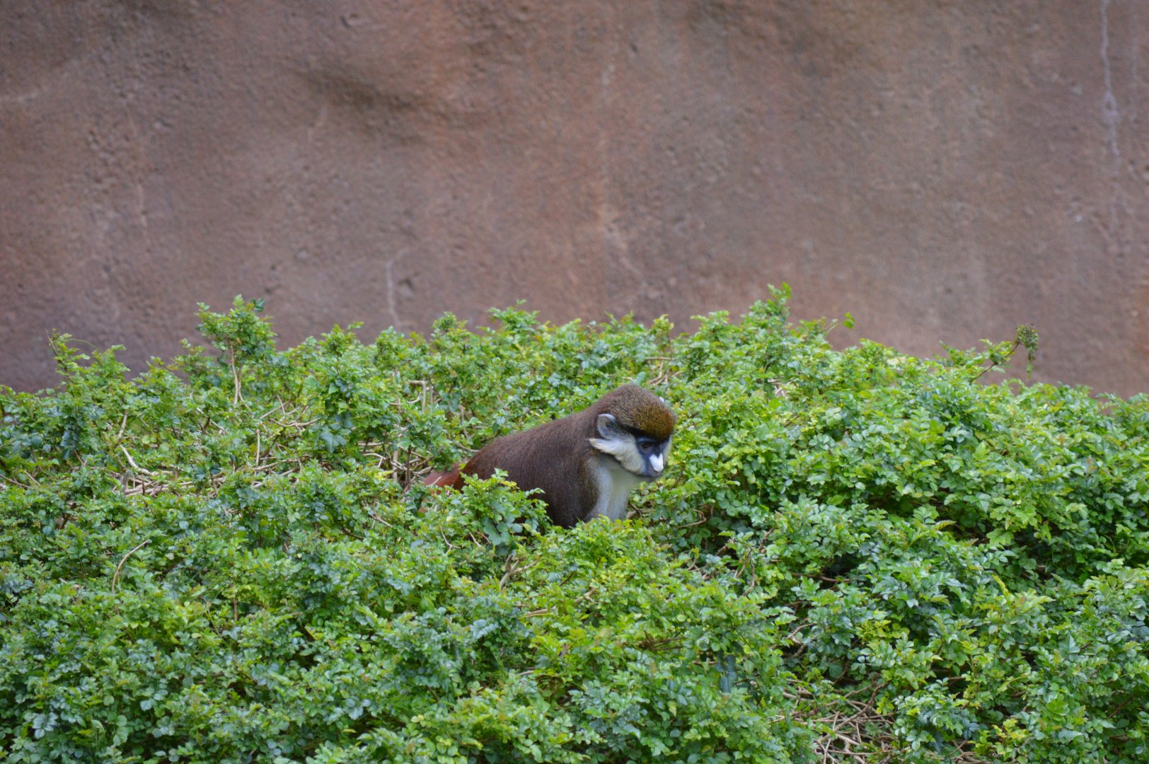 Lesser Spot-nosed Guenon