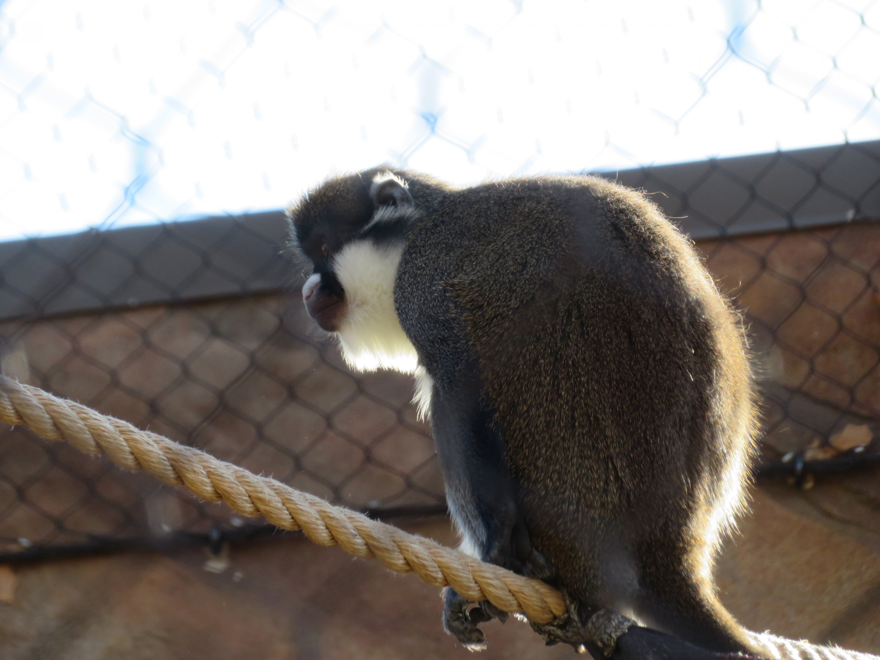 Lesser Spot-nosed Guenon