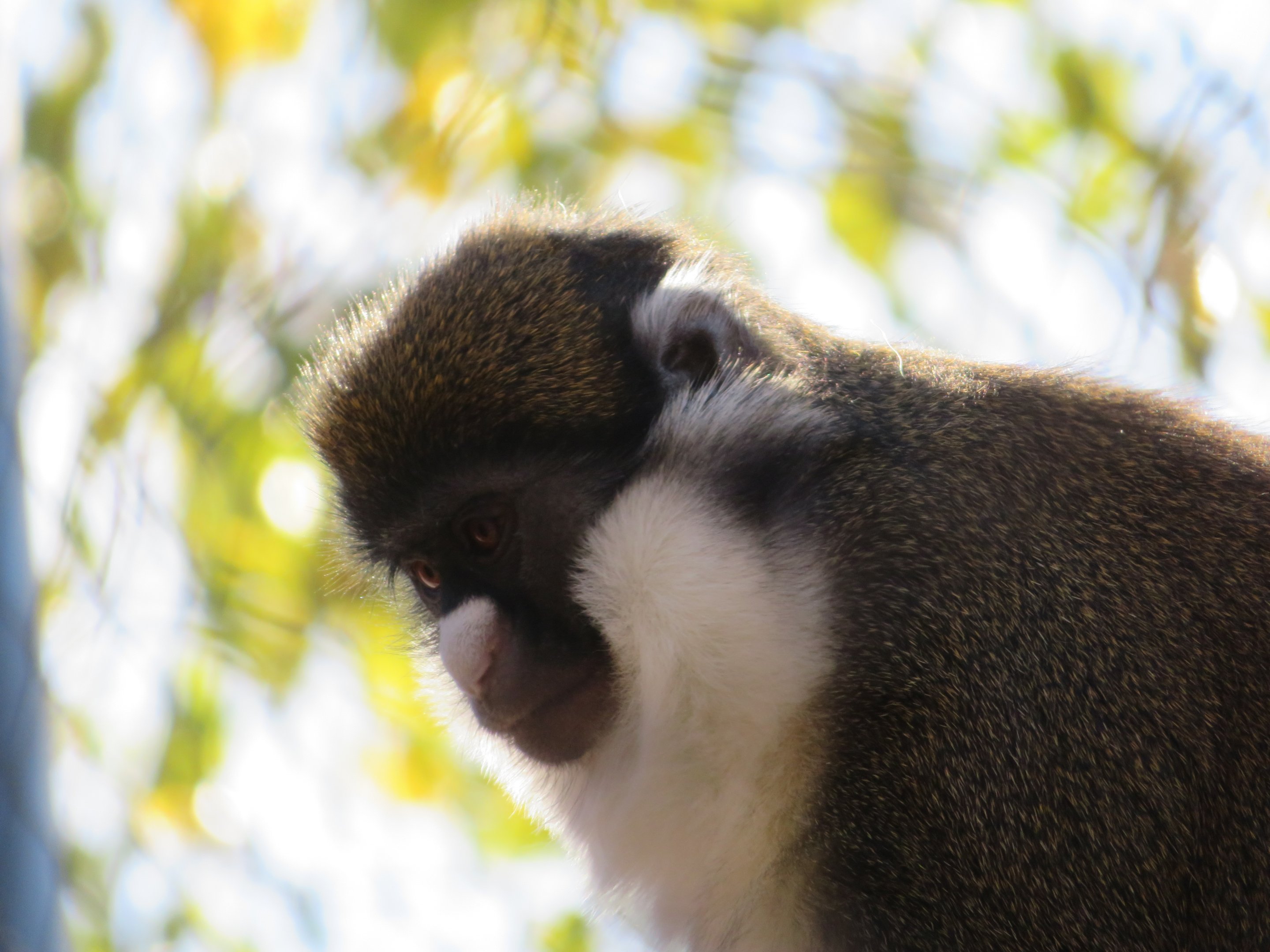 Lesser Spot-nosed Guenon