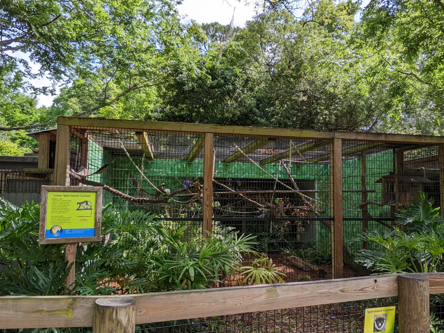 Lesser Spot-nosed guenon