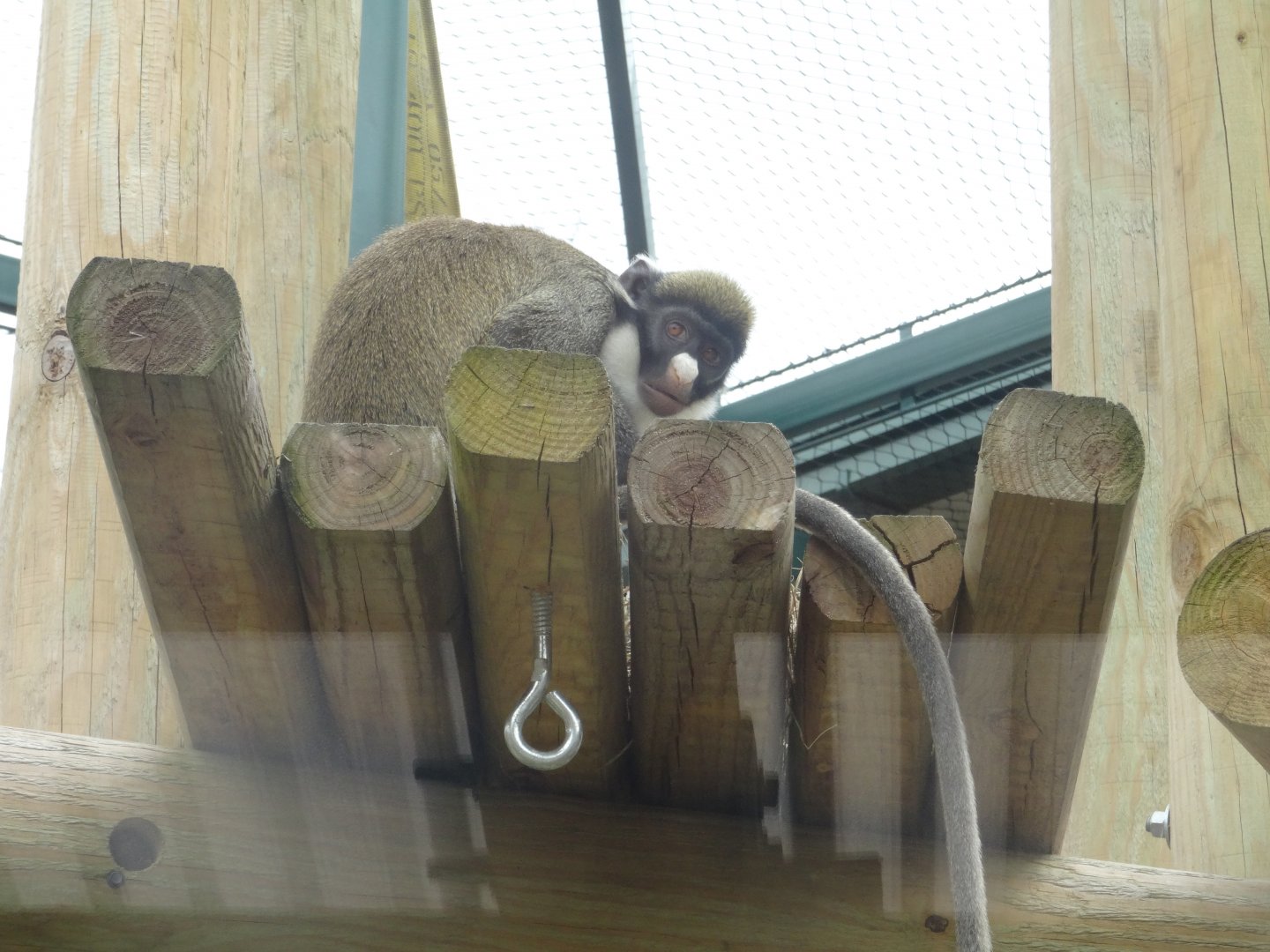 Lesser Spot-Nosed Guenon