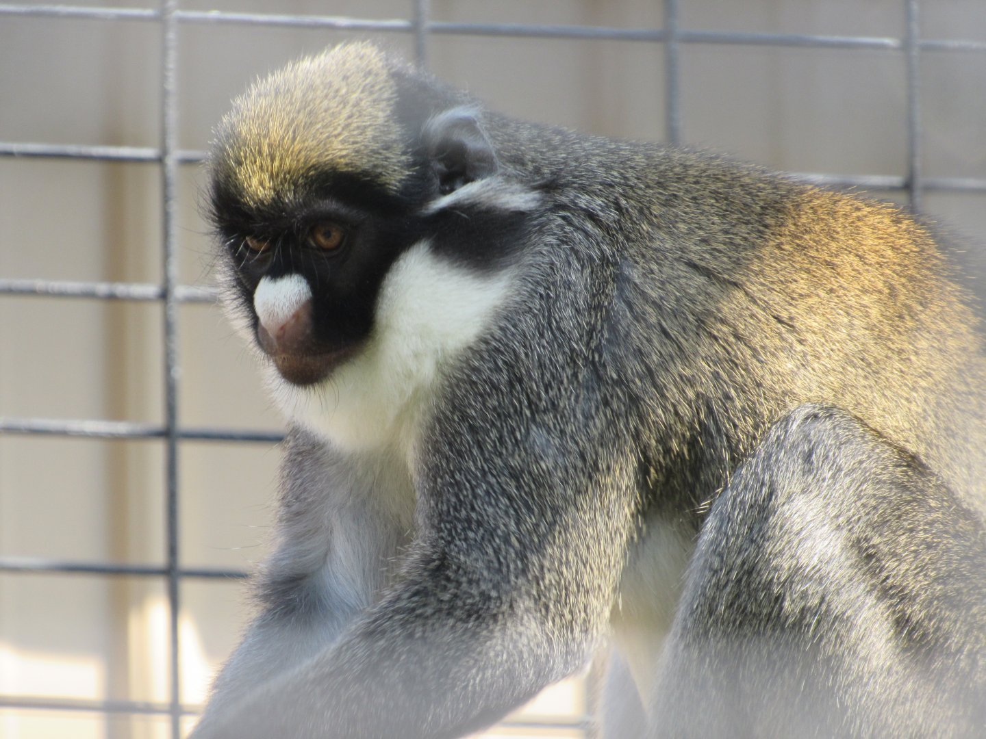 Lesser Spot-nosed Guenon