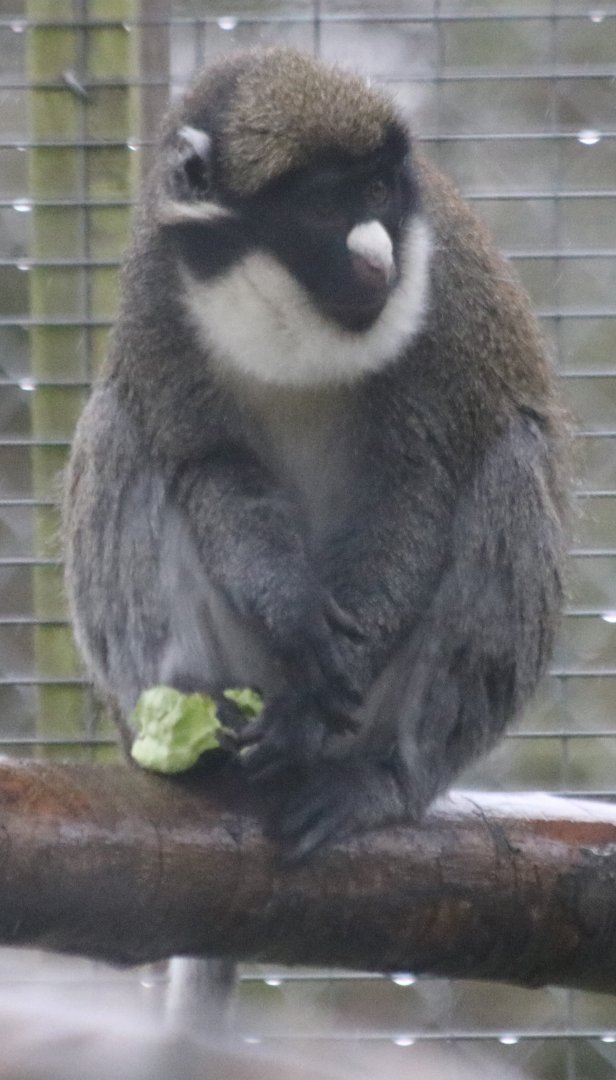 Lesser Spot-nosed Guenon