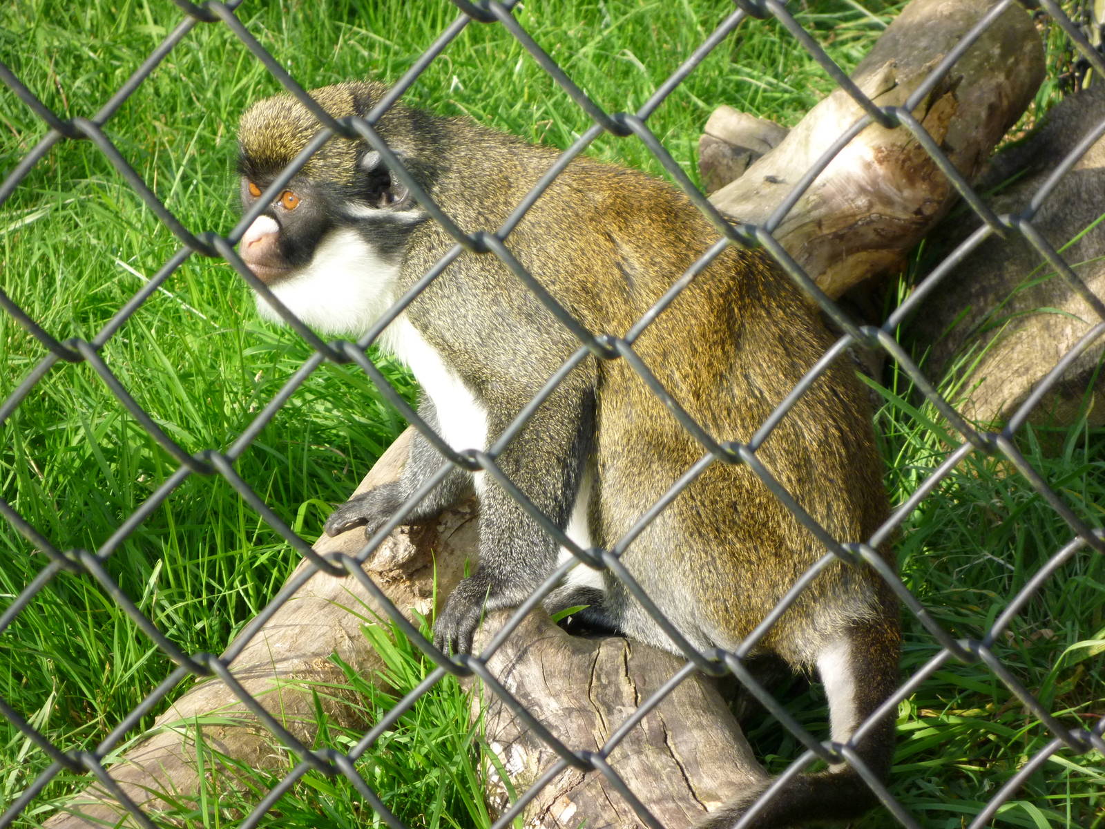 Lesser Spot Nosed Guenon
