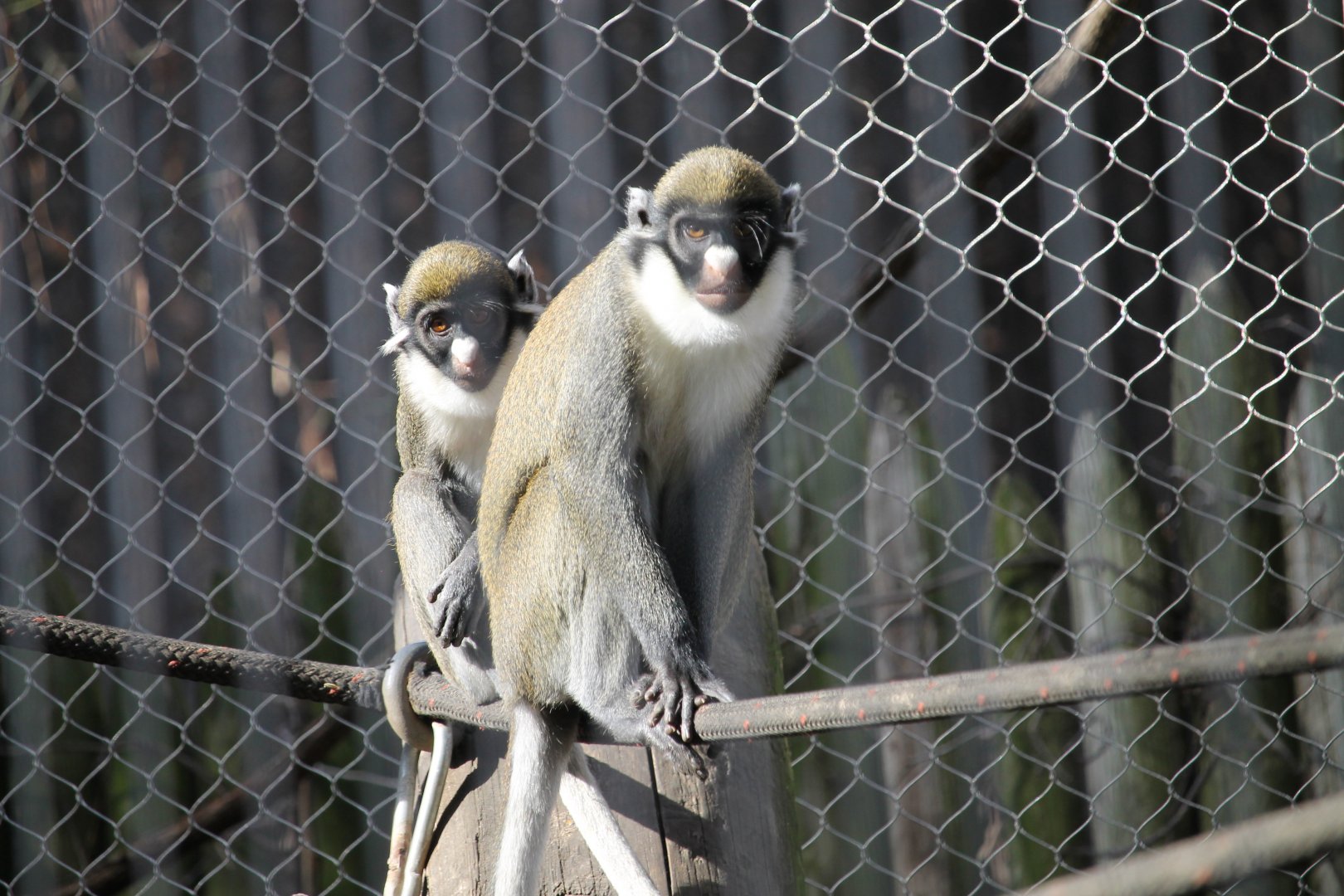 Lesser Spot Nosed Guenons (Cercopithecus petaurista)