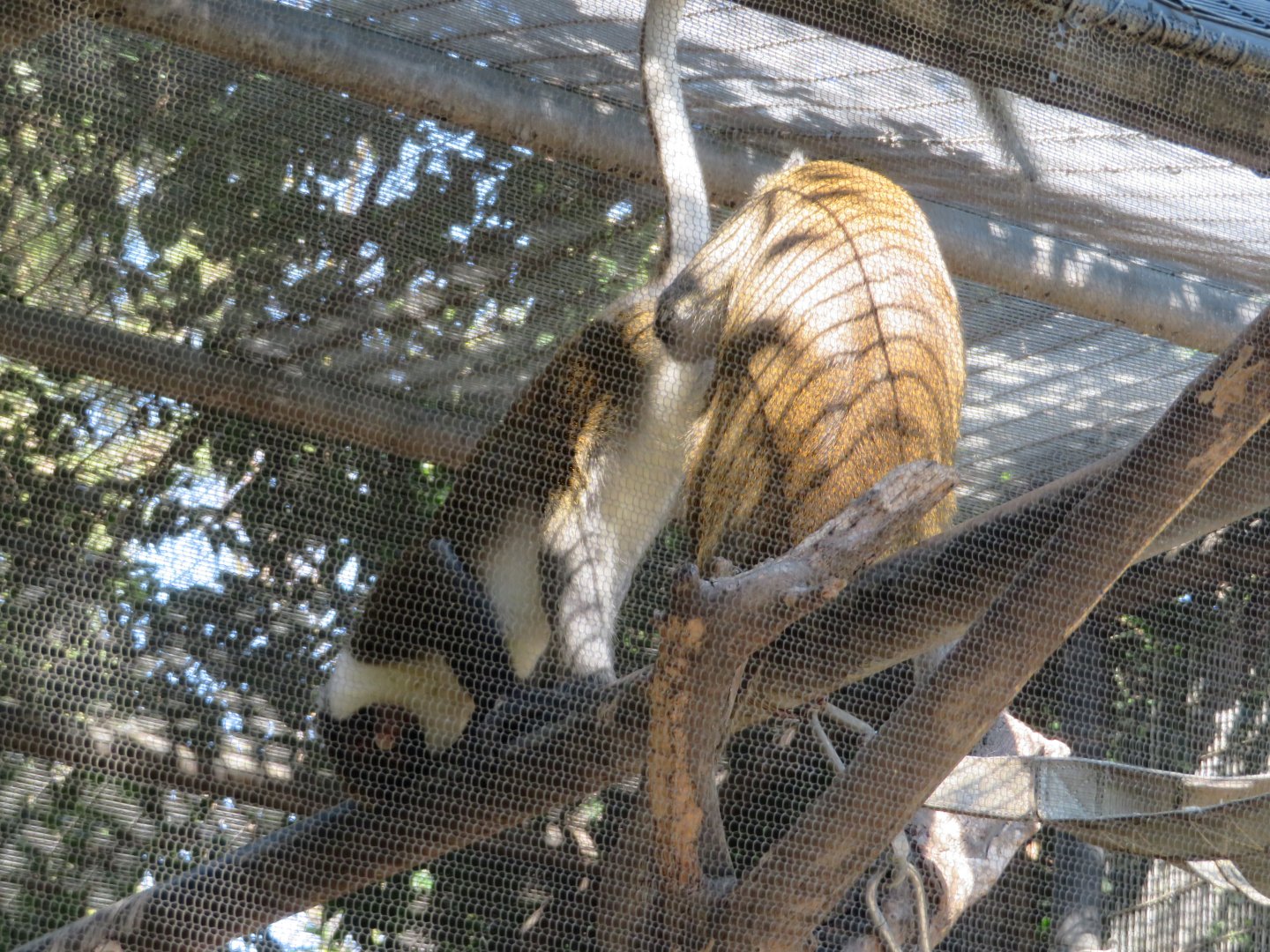 Lesser Spot-nosed Guenons