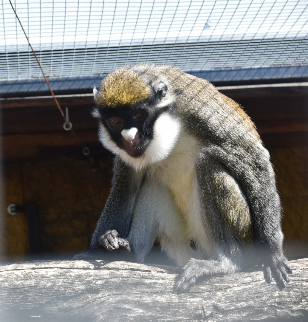 Lesser spot-nosed monkey - April 2019