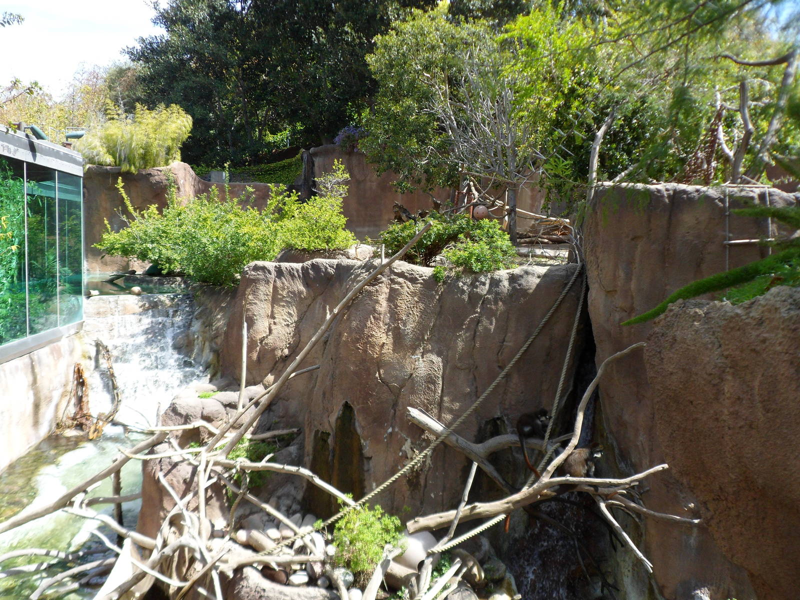 Lesser Spot-nosed Monkey Exhibit
