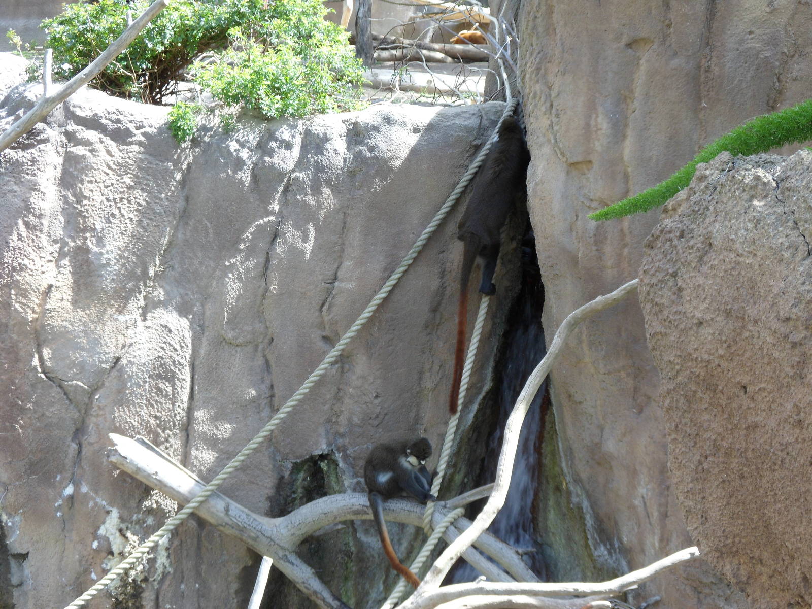 Lesser Spot-nosed Monkey