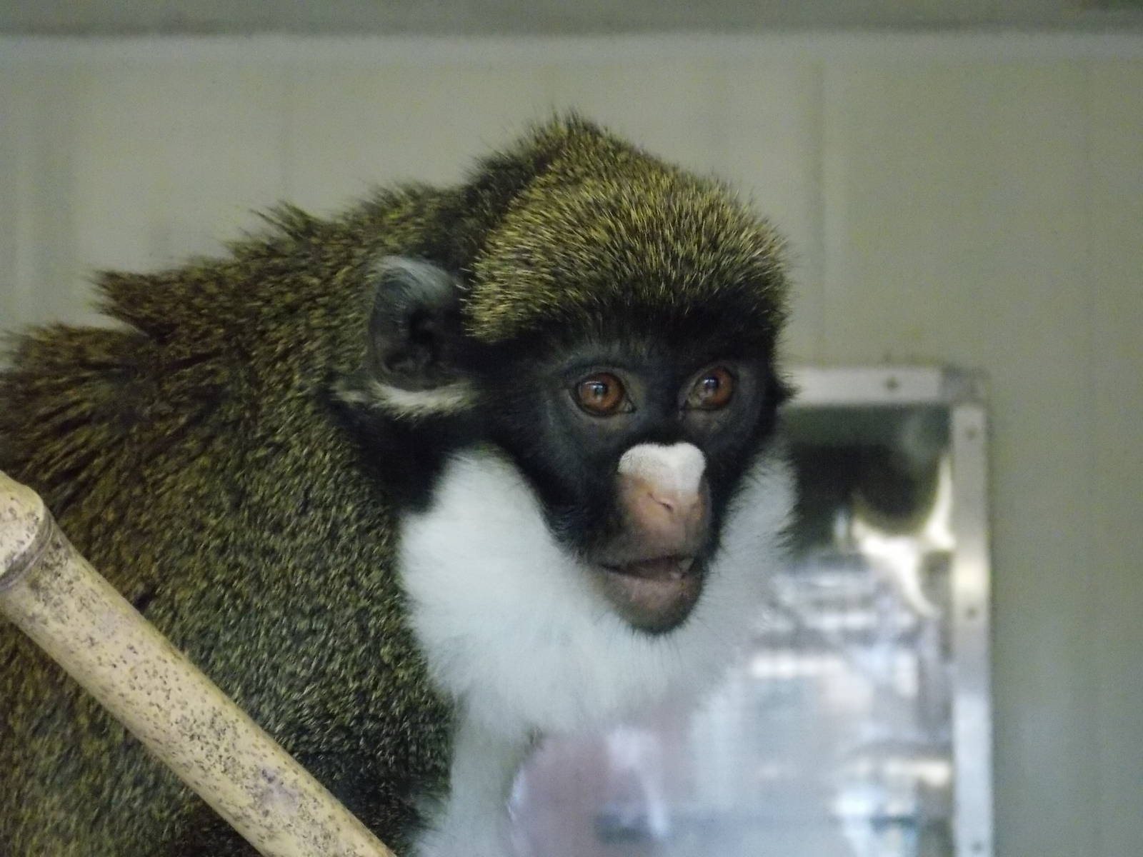 Lesser spot-nosed monkey