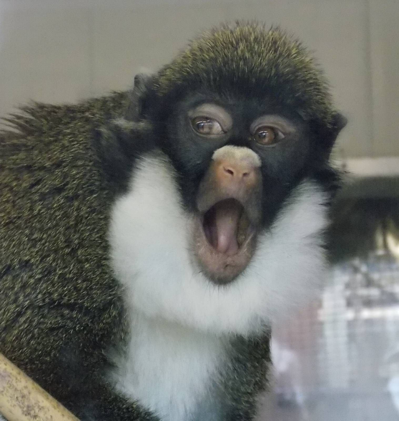 Lesser spot-nosed monkey