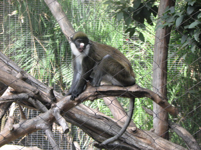 Lesser Spot-nosed Monkey