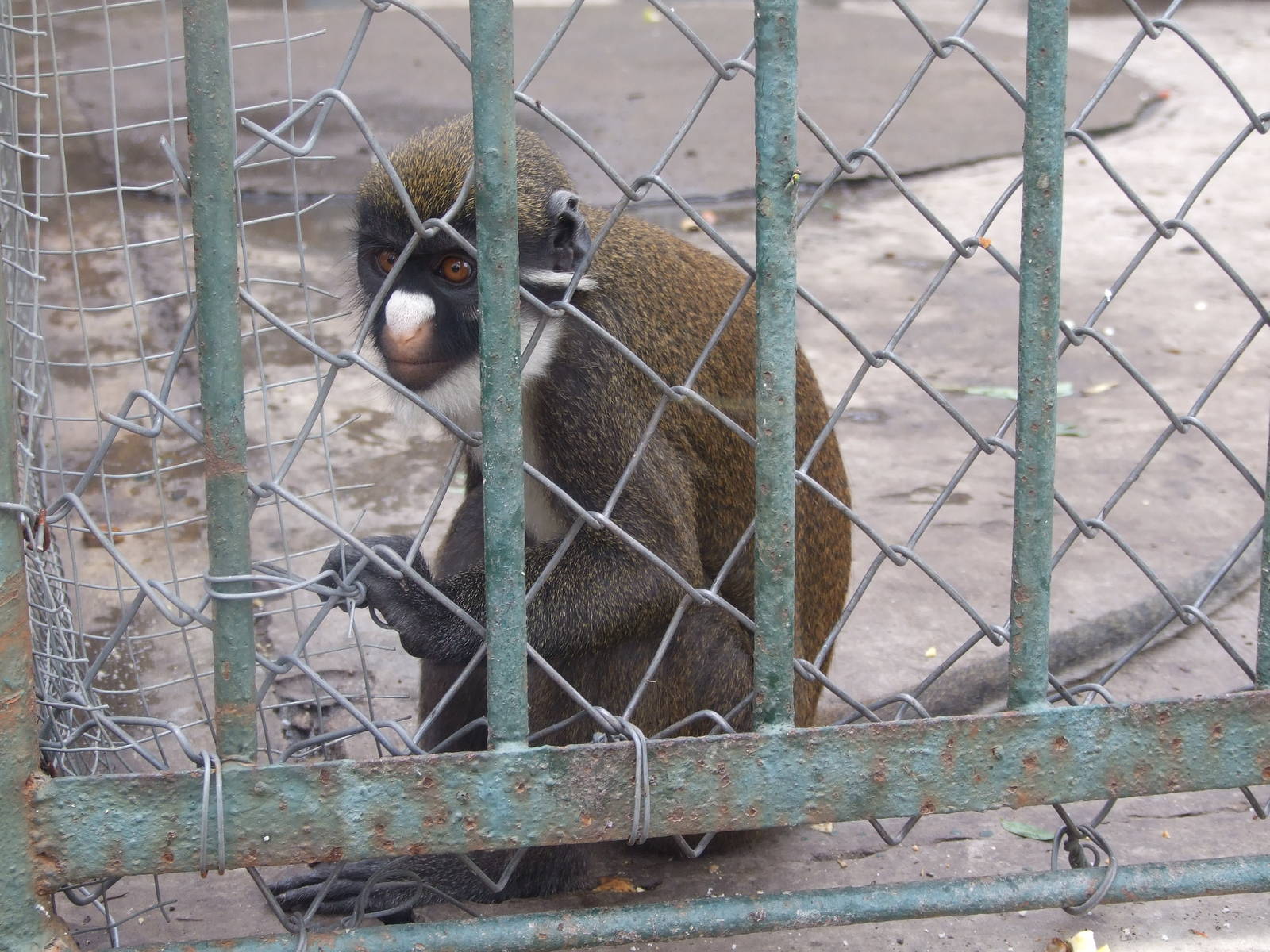 lesser spot-nosed monkey