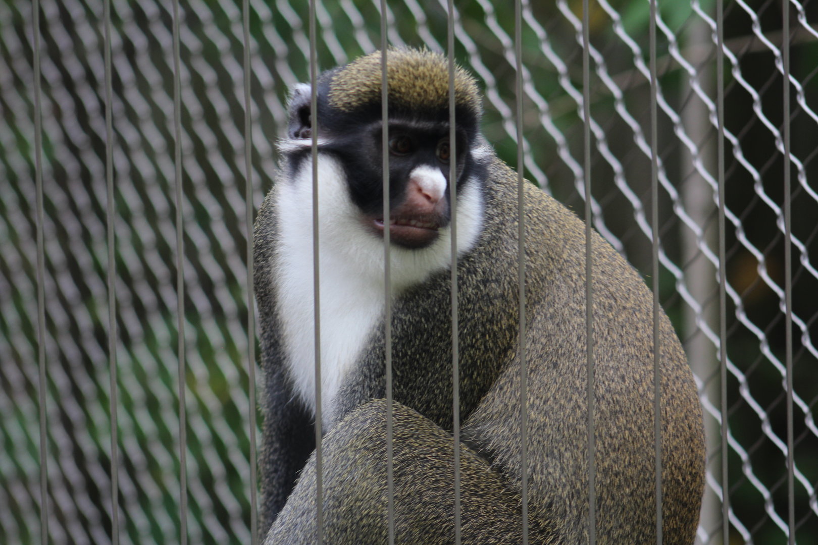 Lesser spot-nosed monkey