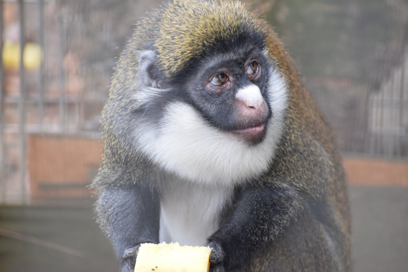 Lesser spot-nosed monkey