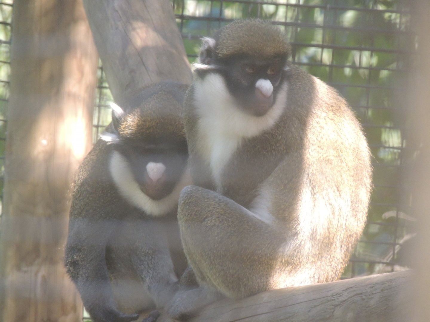 lesser spot nosed monkey