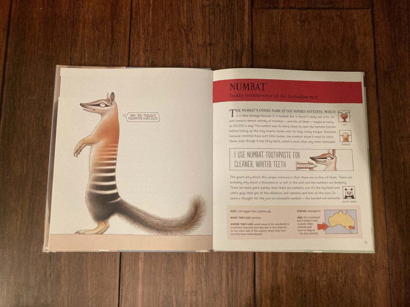 Lesser Spotted Animals