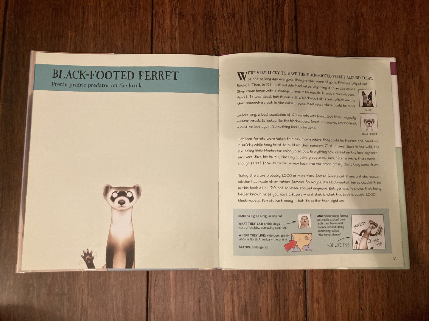 Lesser Spotted Animals