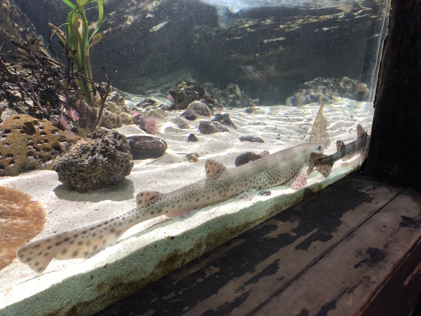 Lesser-spotted Catshark at Tynemouth Aquarium (2019)