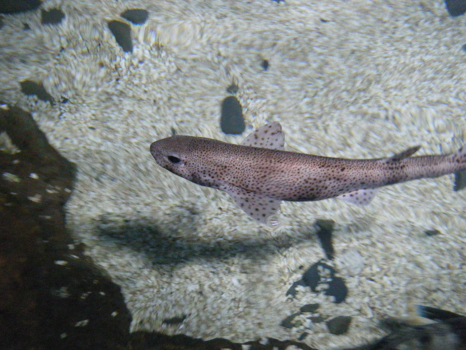 Lesser Spotted Dogfish April 2010