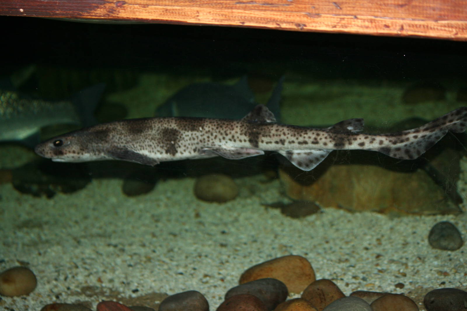 Lesser spotted dogfish