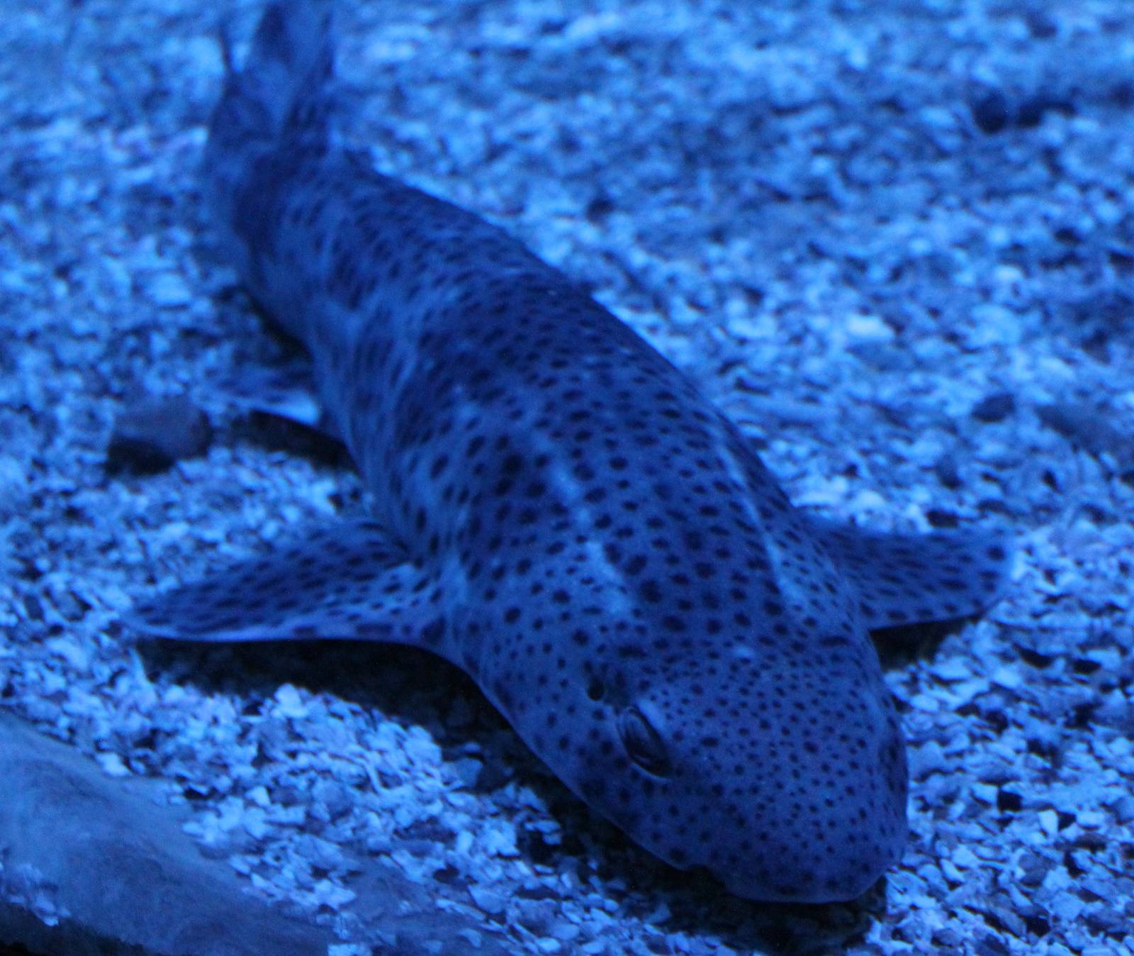 Lesser spotted dogfish