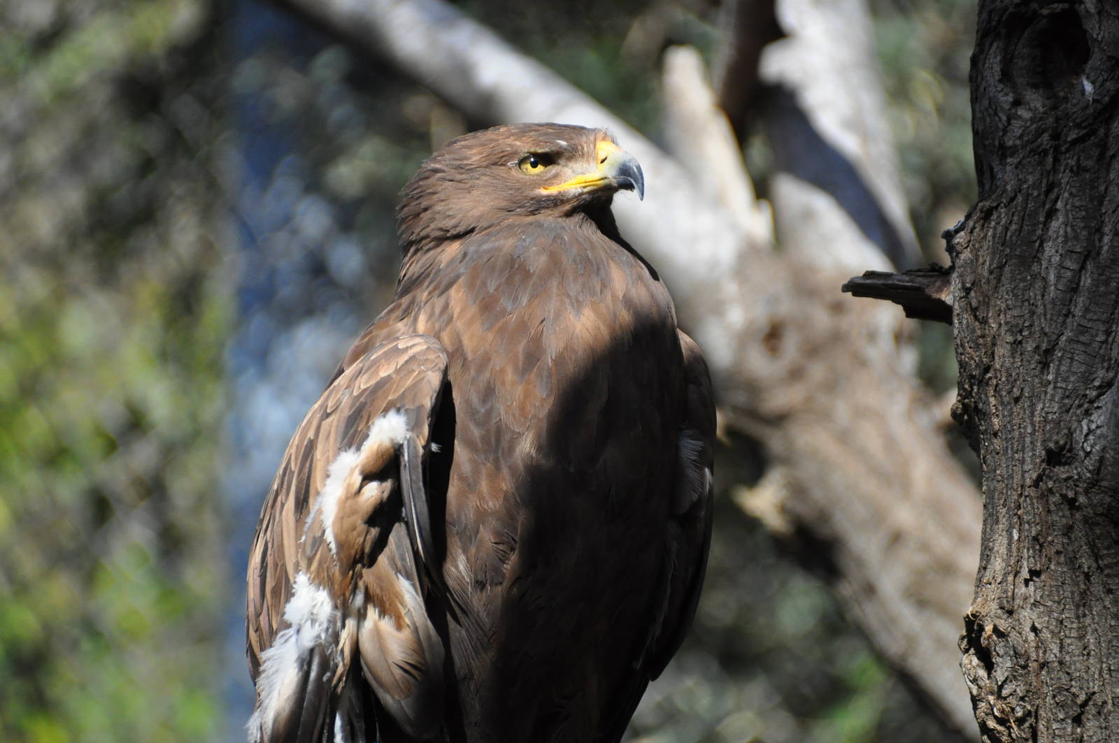 Lesser spotted eagle/ Aquila pomarina