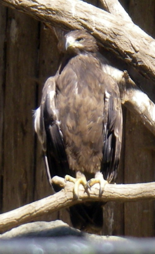 Lesser Spotted Eagle (Aquila pomarina)