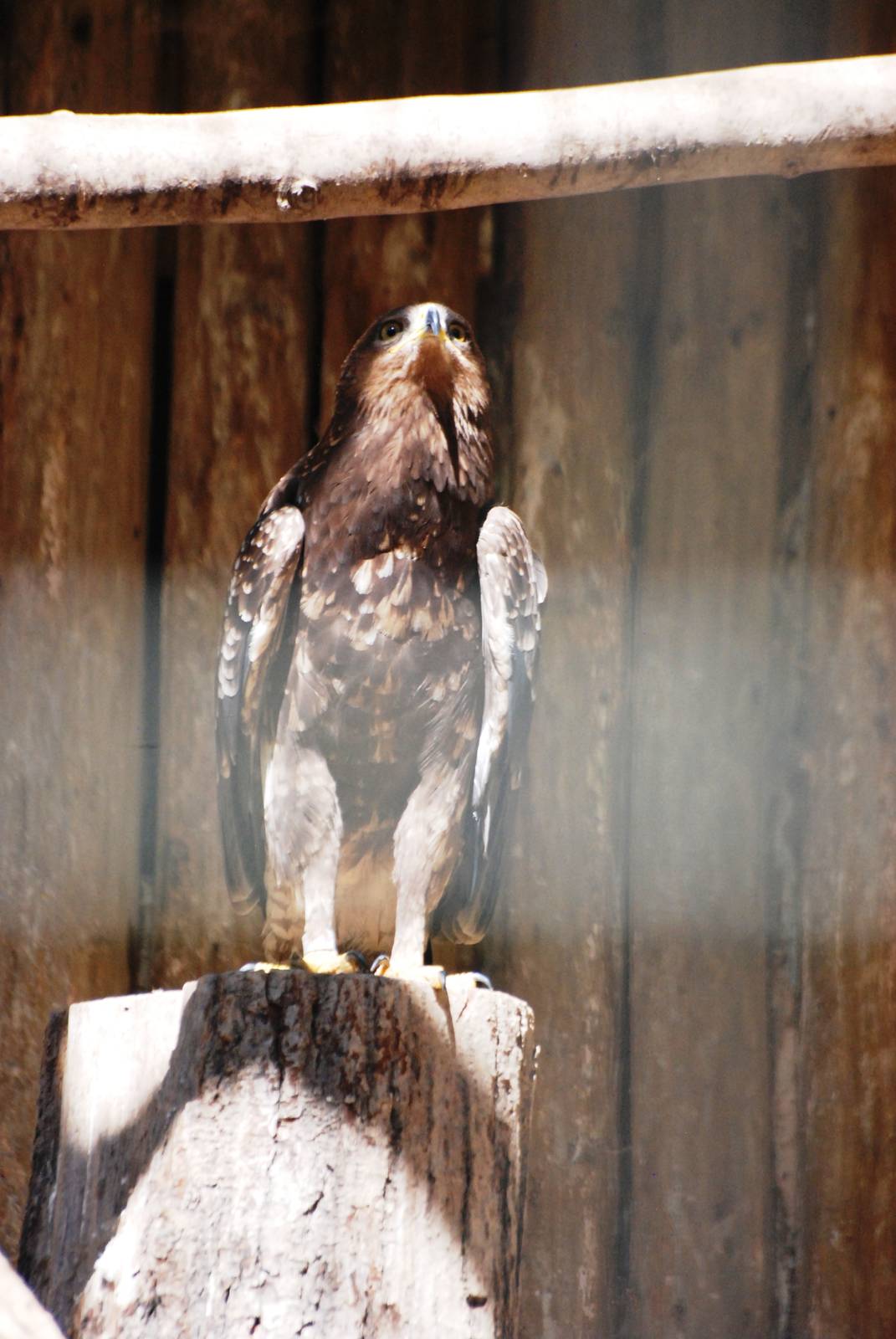 Lesser Spotted Eagle at Liberec, 28/08/12