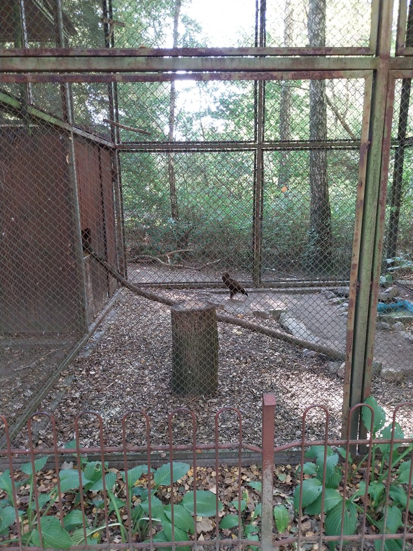 Lesser Spotted Eagle (Clanga pomarina)