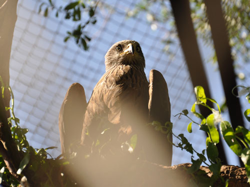 Lesser Spotted Eagle in Kishinev Zoo