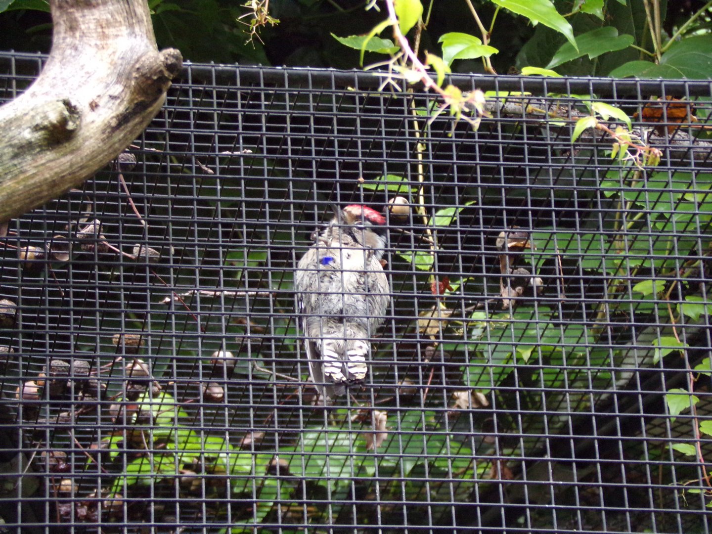 Lesser spotted woodpecker 9.7.25