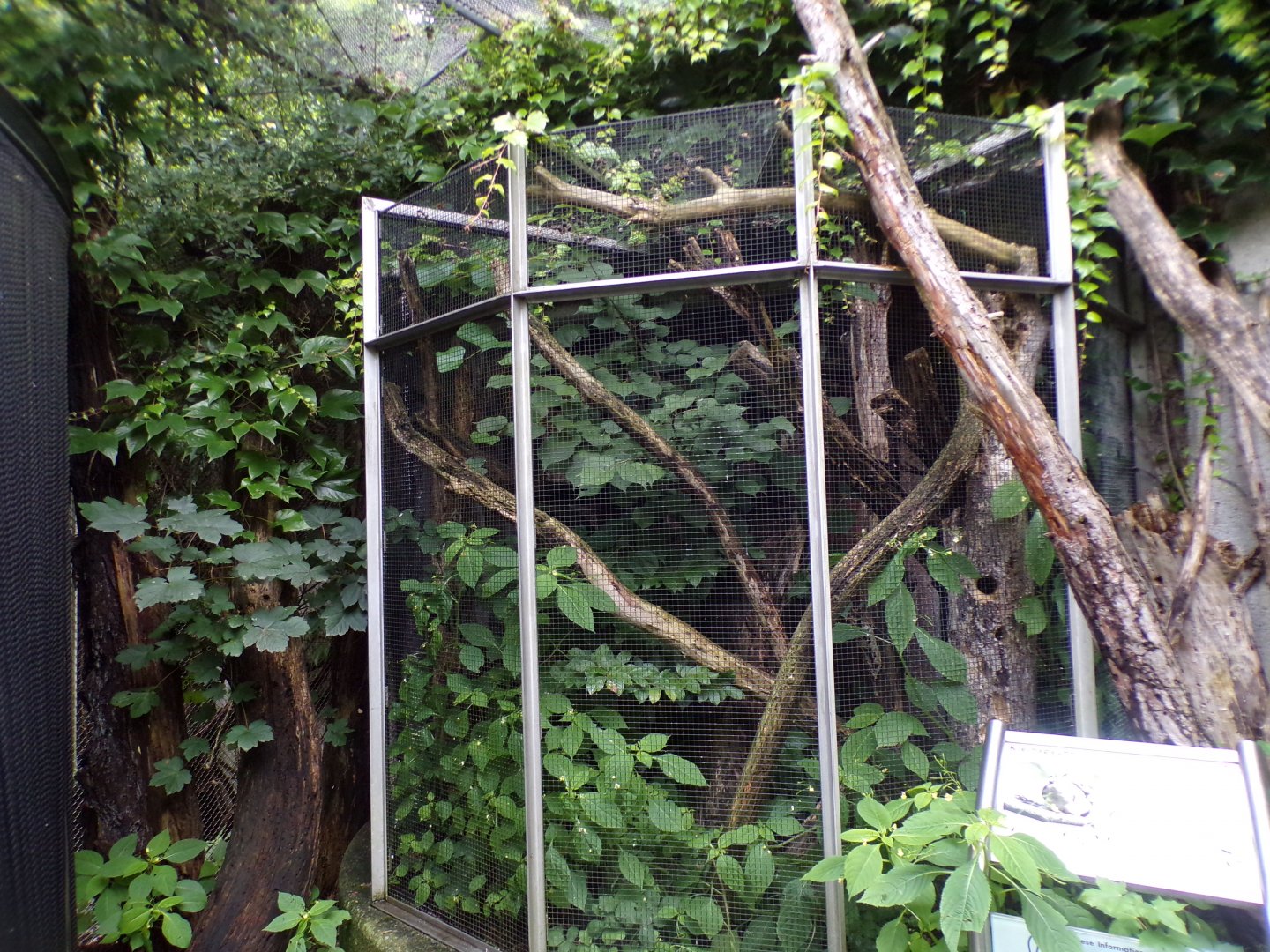 Lesser spotted woodpecker aviary 9.7.25