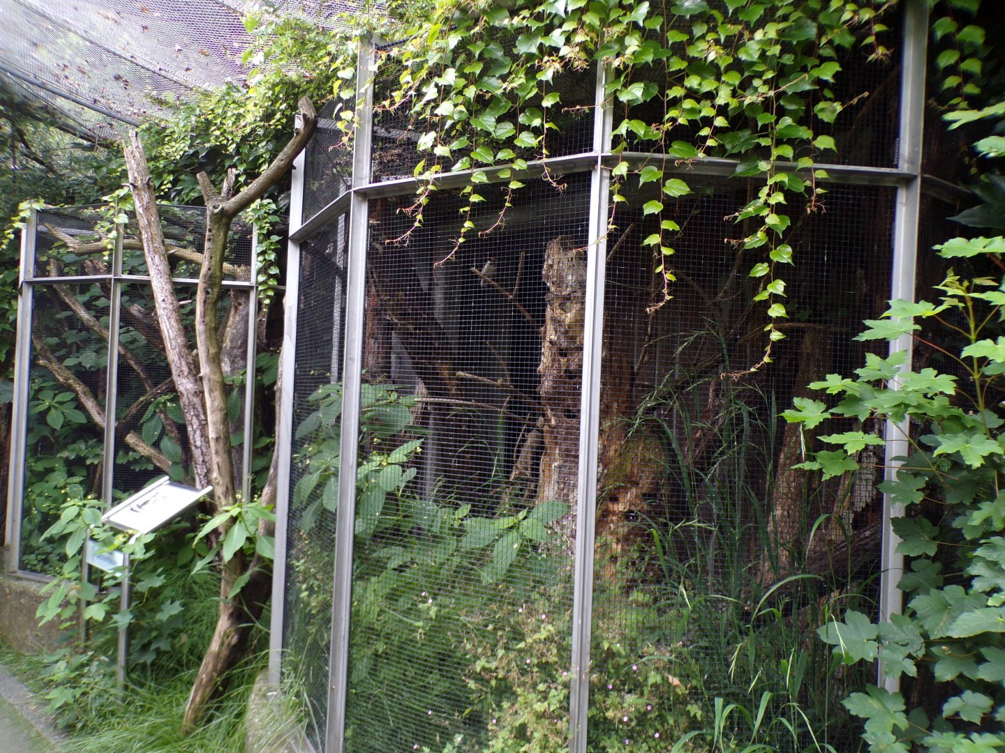Lesser spotted woodpecker aviary 9.7.25