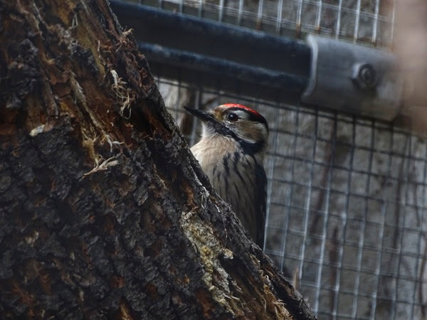 Lesser spotted woodpecker (Dryobates minor)