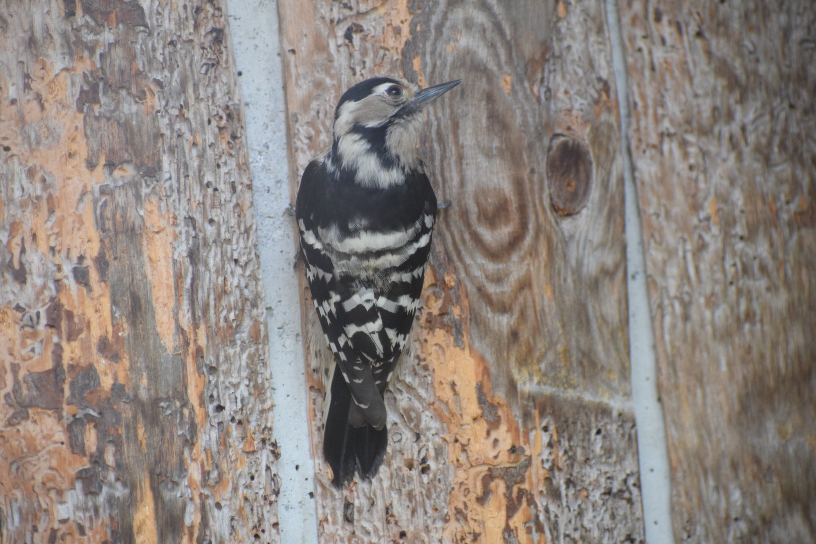 Lesser spotted woodpecker