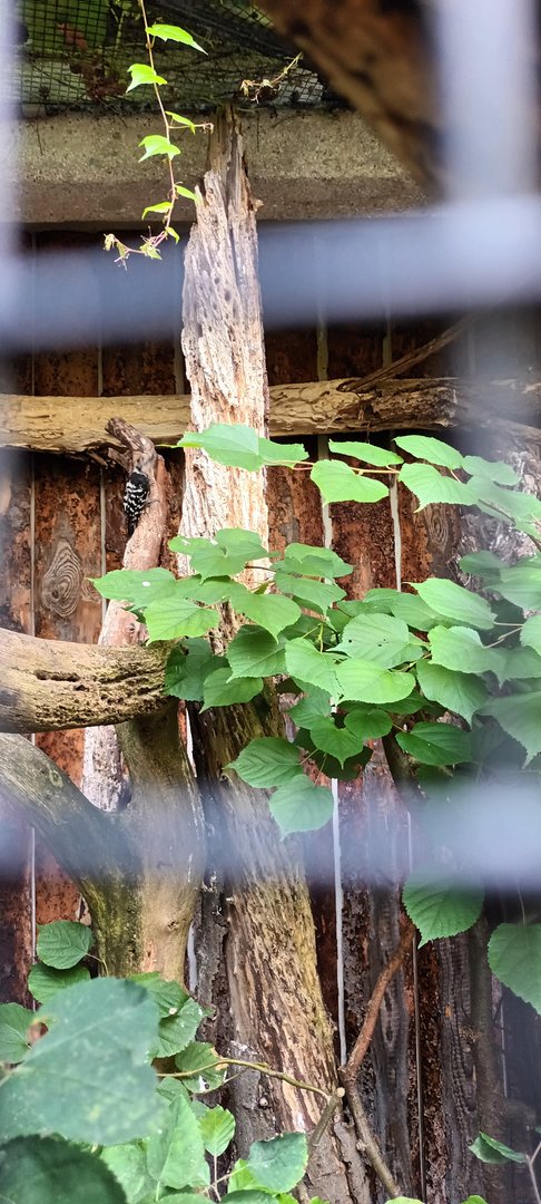 Lesser spotted Woodpecker