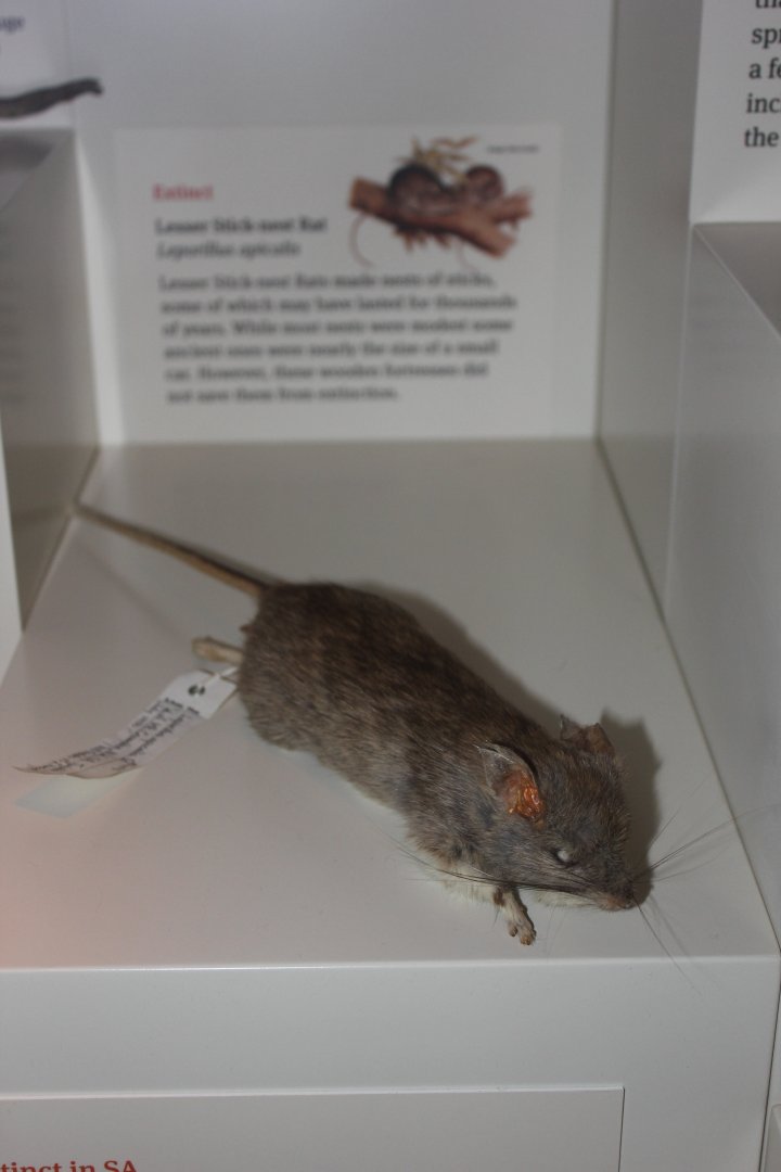 Lesser Stick-nest Rat (Leporillus apicalis)