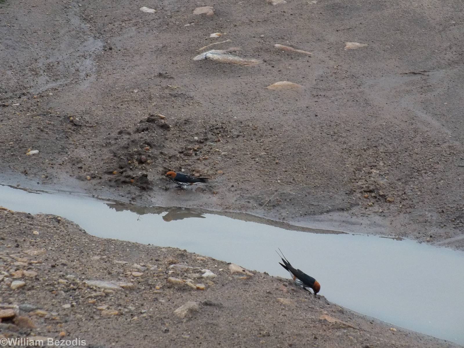 Lesser Striped Swallow - Maasai Mara