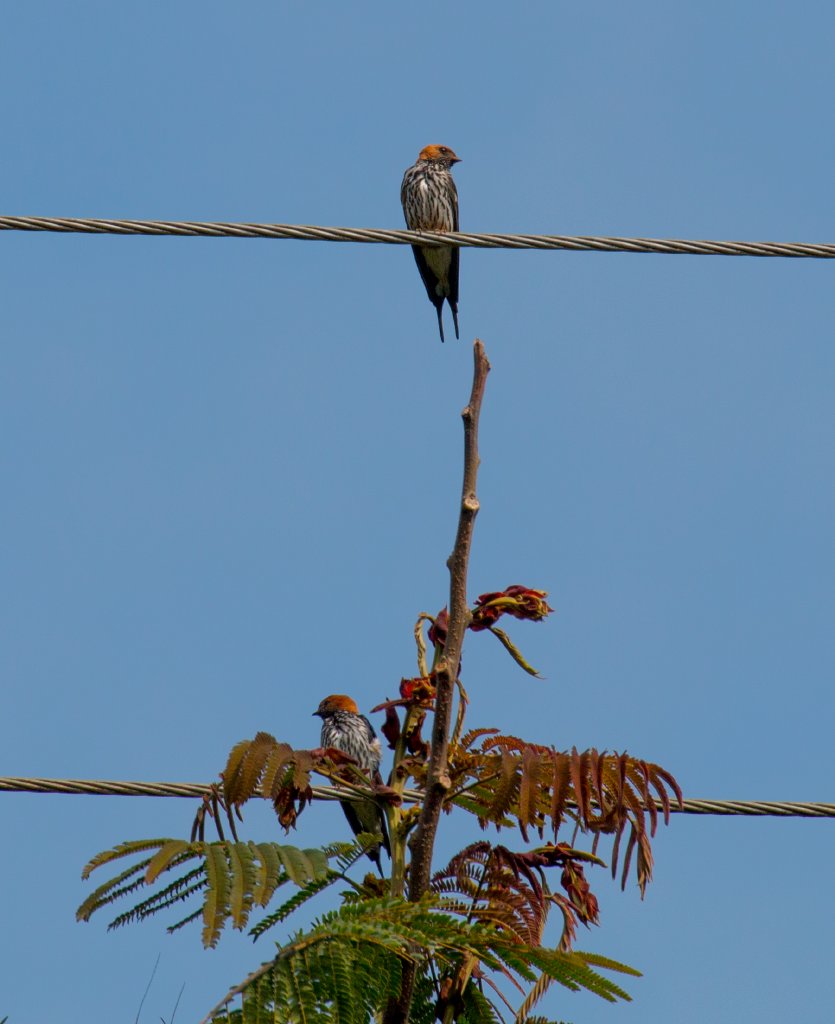 Lesser Striped Swallows