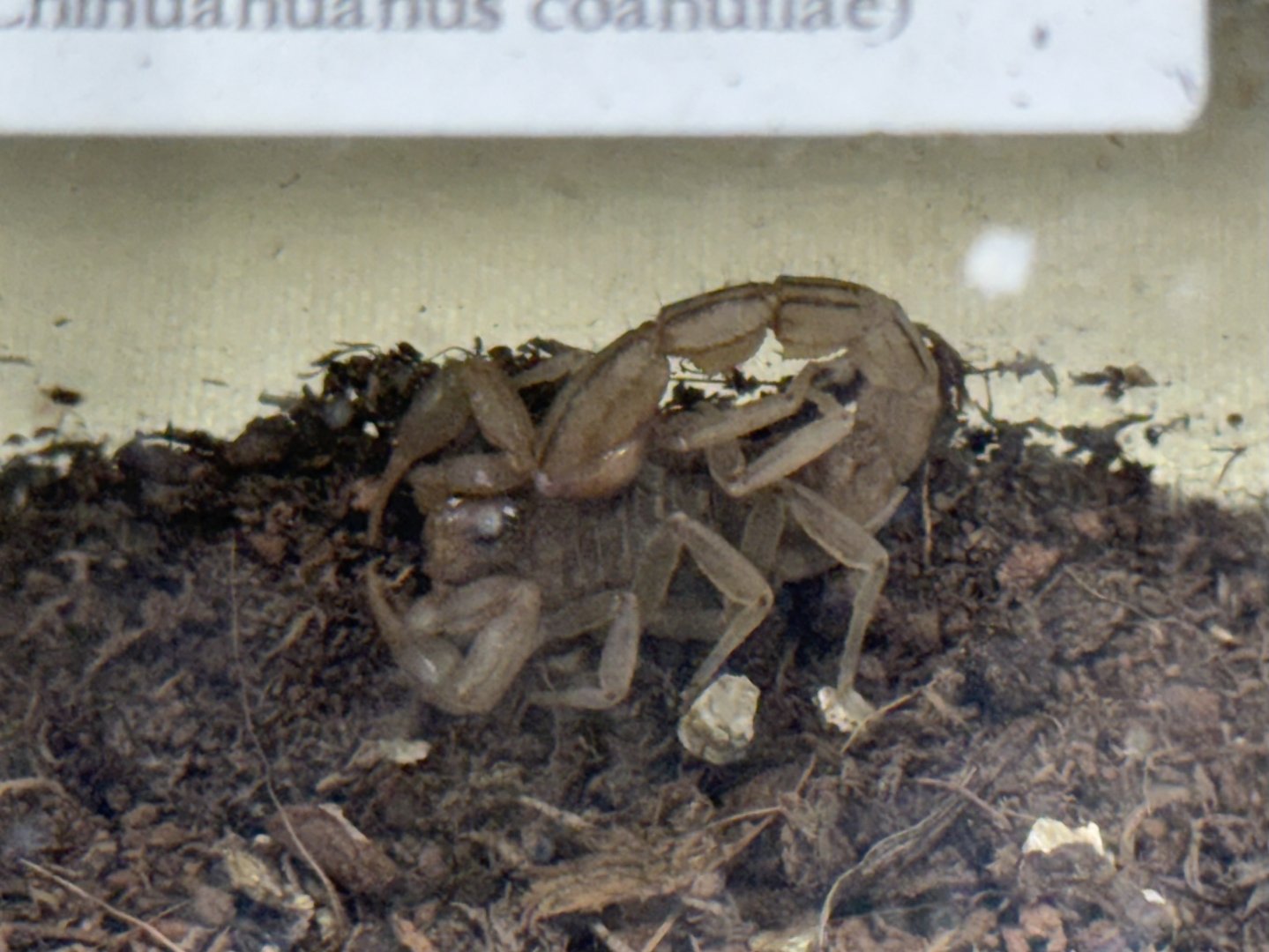 Lesser stripetail scorpion