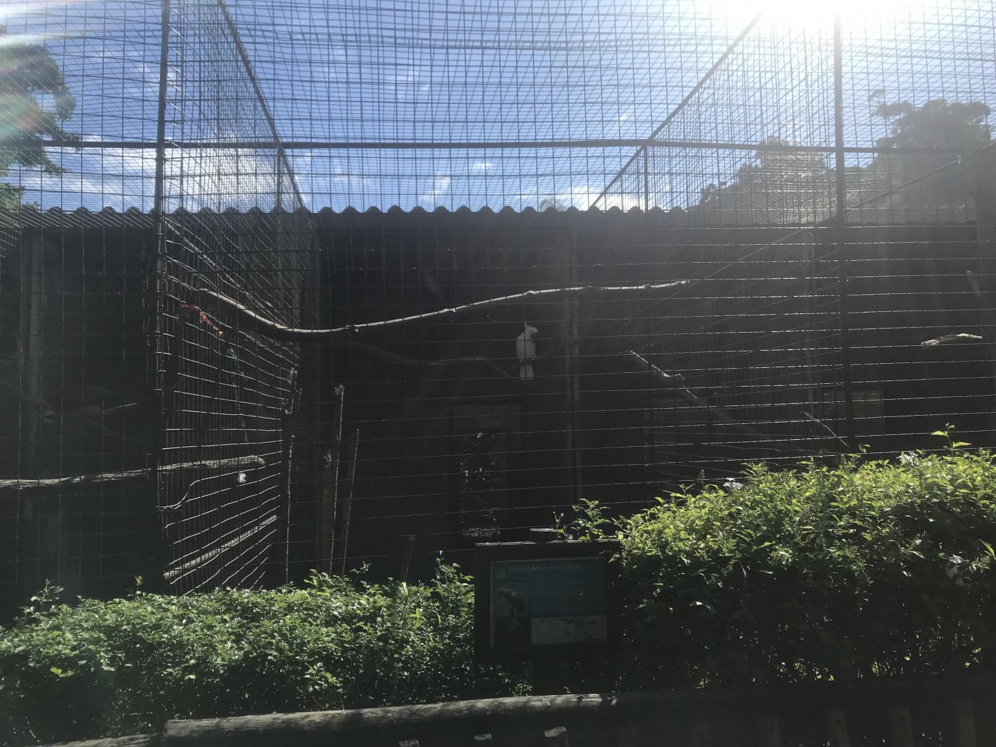 Lesser Sulfur-Crested Cockatoo Cage