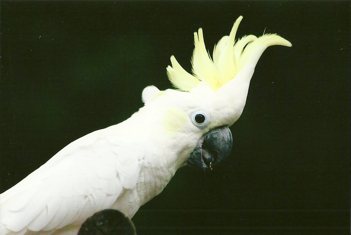 Lesser Sulphur-crested Cockatoo 13th September 2012