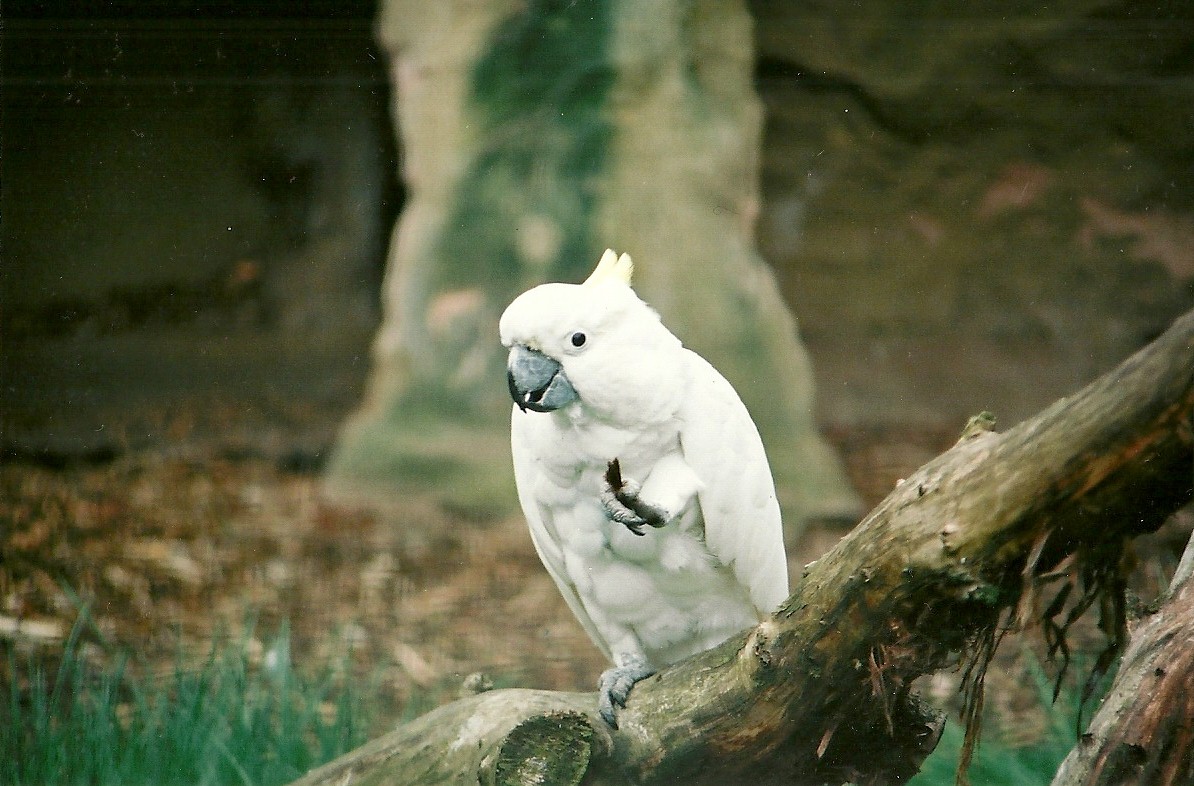 Lesser Sulphur-crested Cockatoo 16th April 2004
