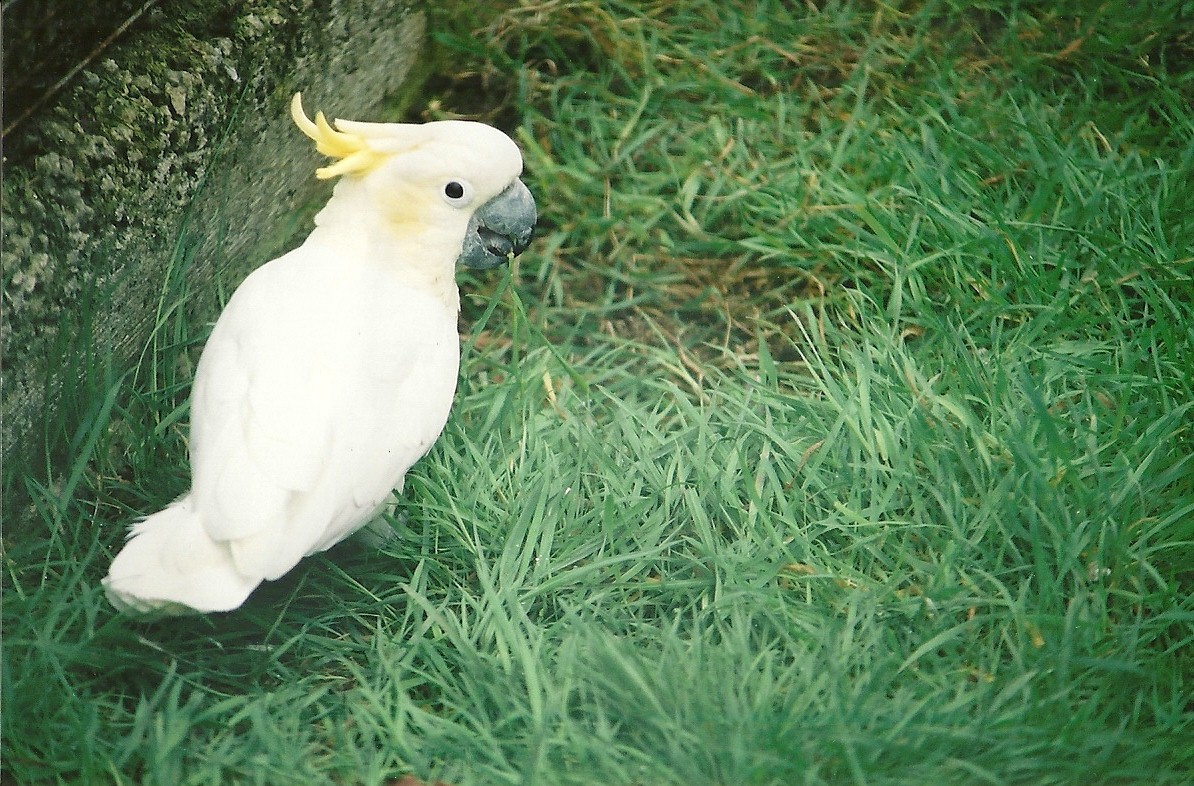 Lesser Sulphur-crested Cockatoo 16th April 2004