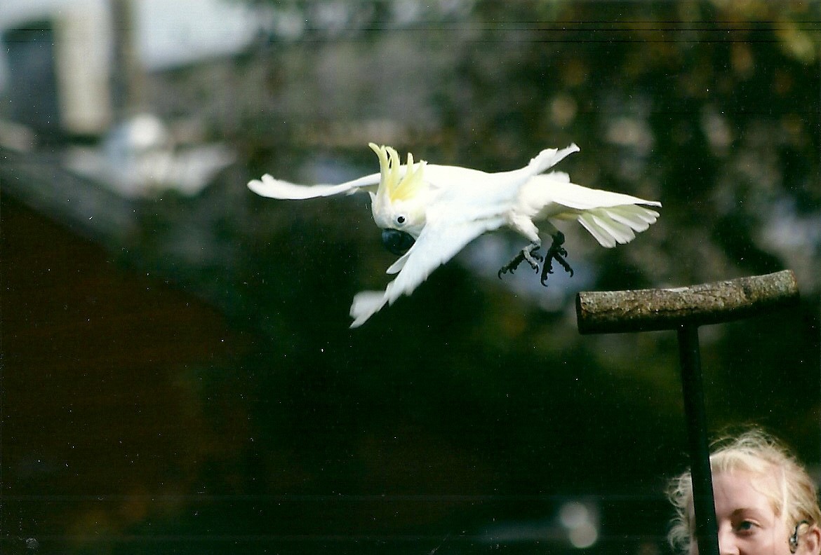 Lesser Sulphur-crested Cockatoo, 26th September 2013