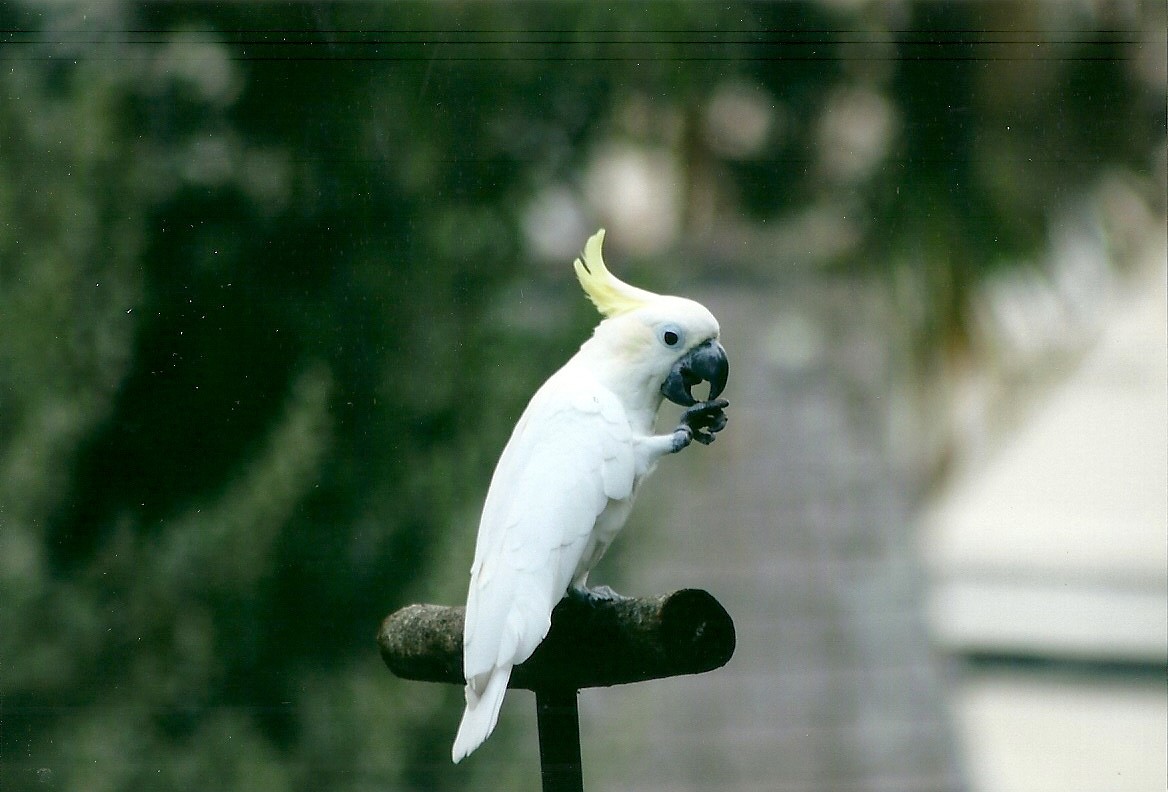 Lesser Sulphur-crested Cockatoo, 26th September 2013